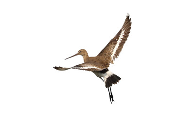 Black-tailed godwit flying isolated on transparent background png file