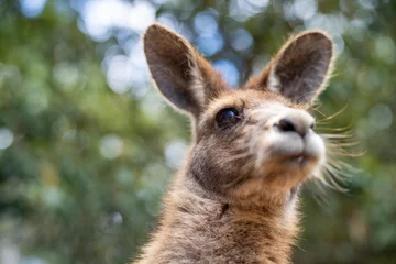 Foto op Plexiglas Beautiful kangaroo in the Australian bush, in the blue mountains, nsw. Australian wildlife in a national park in Australia. © William