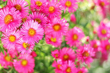 Symphyotrichum novi-belgii, New York aster or Aster novi-belgii flowers on green natural background. Family Asteraceae. Beautiful pink autumn flowers. Flower New England aster with a honey bee