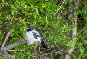 A crow is sitting on a tree branch in the forest.