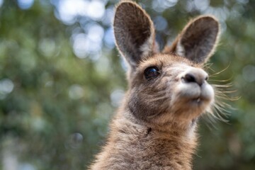 close up of a Beautiful kangaroo in the nsw Australian bush. Australian native wildlife in a national park in Australia. - obrazy, fototapety, plakaty