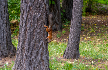 A squirrel runs along the trunk of a tree in the forest.