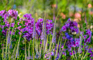 Obraz premium Veronica spiky with a garden on a summer day.