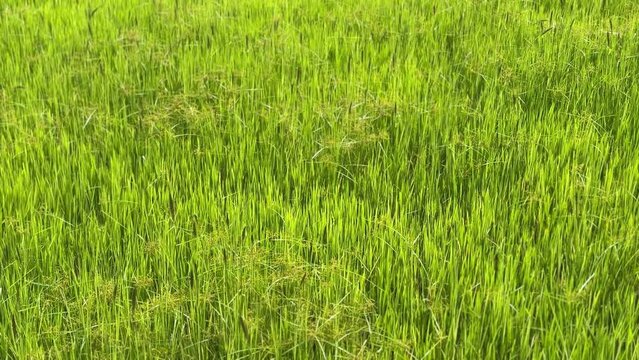 Video 4k footage of green rice field in Thailand.