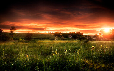 Farm field and sunflowers in sunset