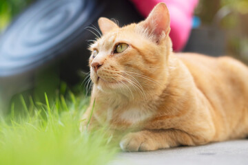 Ginger cat sitting in the grass and looking forward.