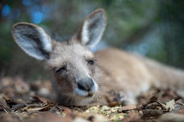 Beautiful kangaroo, pademelon and wallaby in the Australian bush, in the blue mountains, nsw. Australian wildlife in a national park