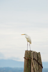 Airone Bianco Maggiore (Ardea Alba)
