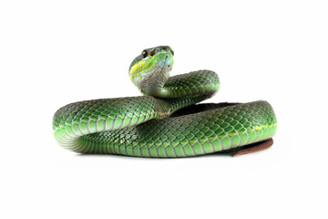 Fototapeta premium Green viper snake isolated on white, trimeresurus albolabris 