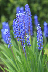Tender blue Muscari neglectum flowers. Spring flowering. Blue buds flowers Muscari armeniacum. Grape Hyacinth Muscari flowers. Spring season. Floral background. Grape Hyacinth in spring garden