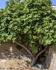 Fig tree in the garden