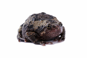 Banded bullfrog kaloula pulchra toad isolated on white