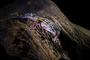leopard gecko lizard wallking on wood, eublepharis, macularius
