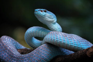 Blue viper snake closeup on branch,blue insularis,Trimeresurus Insularis