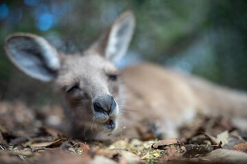 Beautiful kangaroo, pademelon and wallaby in the Australian bush, in the blue mountains, nsw....