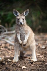 Beautiful kangaroo in the Australian bush, in the blue mountains, nsw. Australian wildlife in a national park in Australia.