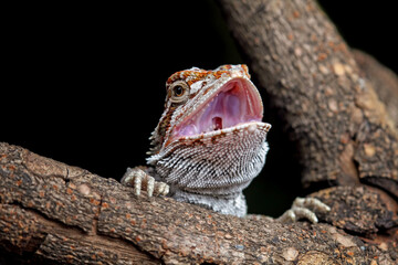 Baby bearded dragon lizard sitting on wood