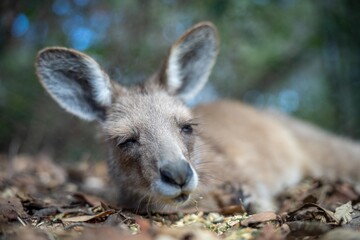 Beautiful kangaroo in the Australian bush, in the blue mountains, nsw. Australian wildlife in a...