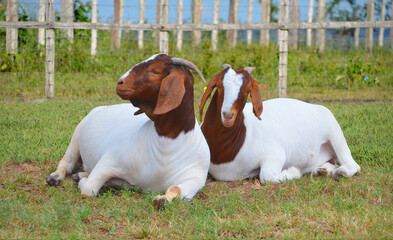 Beautiful Boer Goats resting in the green pasture of the farm