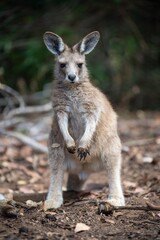 Naklejka na ściany i meble Beautiful kangaroo, pademelon and wallaby in the Australian bush, in the blue mountains, nsw. Australian wildlife in a national park