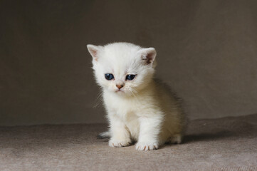 Small white purebred kitten. Sad cat