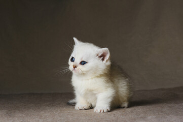 Small white purebred kitten. Sad cat