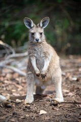 Beautiful kangaroo in the Australian bush, in the blue mountains, nsw. Australian wildlife in a national park in Australia.