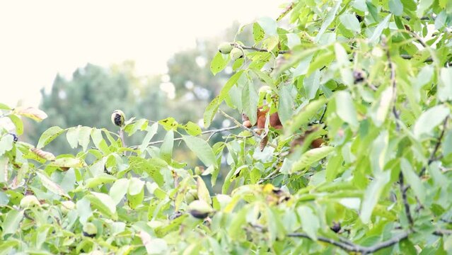 Squirrel in tree with walnut