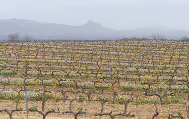 vineyards in the Rioja Alavesa. Vineyards and wineries in Laguardia, Rioja Alavesa, Basque Country.