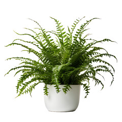 Isolated Boston Fern in PNG Format