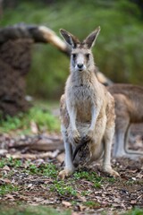 Beautiful kangaroo in the Australian bush, in the blue mountains, nsw. Australian wildlife in a national park in Australia.