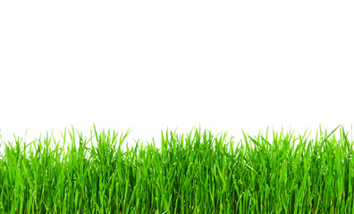 Obraz premium Green Grass On Isolated Background