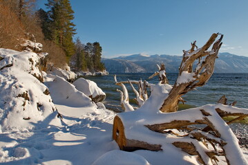 Russia, South of Western Siberia, the Altai Mountains. Snow-covered driftwood on the winter shore of Lake Teletskoye near the village of Yaylu.