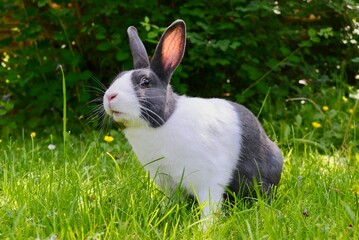 A pensive Dutch rabbit making eye contact in a green garden