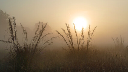 Fototapeta na wymiar Morning fog in Kanha NP