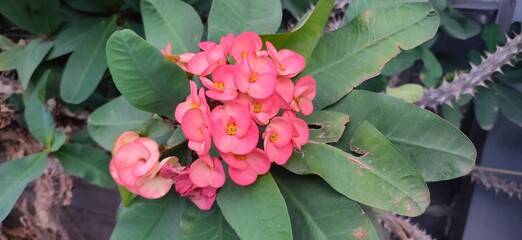 Euphorbia is a very large and diverse genus of flowering plants, commonly called spurge, in the family Euphorbiaceae.