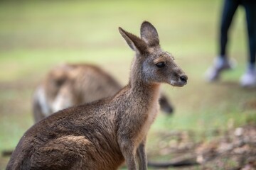 Beautiful kangaroo in the Australian bush, in the blue mountains, nsw. Australian wildlife in a...