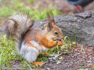 Naklejka na ściany i meble Close-up Portrait of Squirrel. Squirrel eats a nut while sitting in green grass.