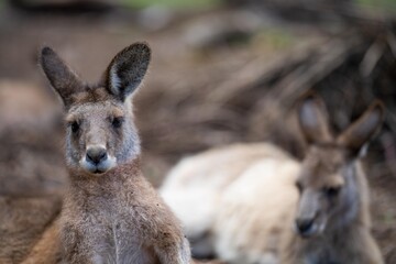 Beautiful kangaroo in the Australian bush, in the blue mountains, nsw. Australian wildlife in a national park in Australia.