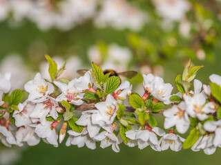 White cherry flowers. The branches of a blossoming Cherry tree with white flowers.