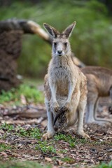 Beautiful kangaroo, pademelon and wallaby in the Australian bush, in the blue mountains, nsw. Australian wildlife in a national park