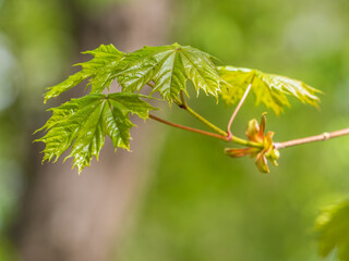 Spring branches of maple tree with fresh green leaves