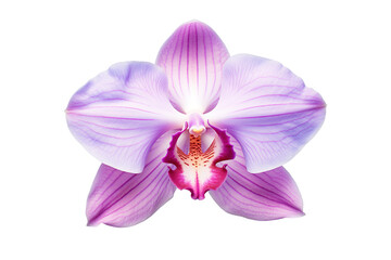Orchid flower on white