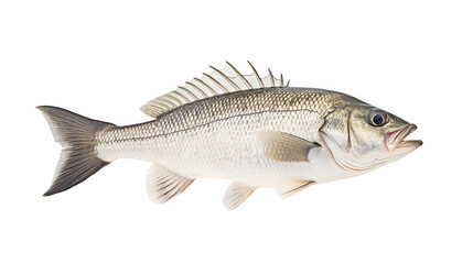 Obraz premium sea bass fish