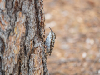 Little bird Eurasian treecreeper crawling on a tree. Nature background. Bird: Short toed Treecreeper. Certhia brachydactyla.