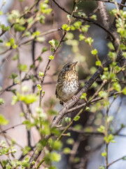 A fieldfare chick, Turdus pilaris, has left the nest and is sitting on a branch. A chick of...