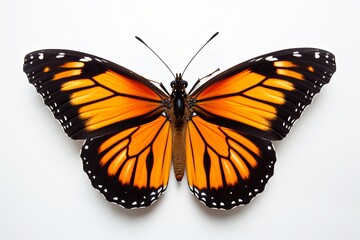 Fototapeta na wymiar Beautiful monarch butterfly background and Colorful flying butterflies illustration
