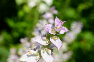 clary sage plant in garden in summer