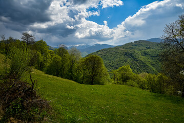 Green forest in the mountains of the Ukrainian Carpathians