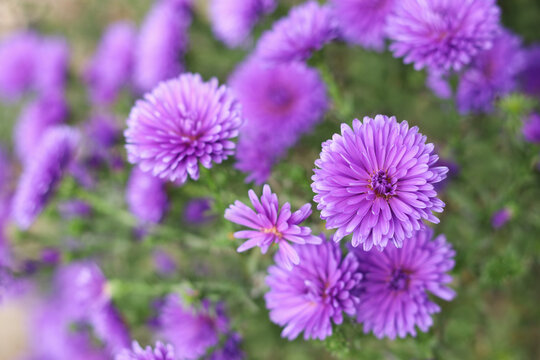 Purple Chrysanthemum. Flower head. Bouquet of purple autumn Chrysanthemum. Autumn violet flowers. Flowering chrysanthemums in autumn garden. Background for a beautiful greeting card. Valentine's Day